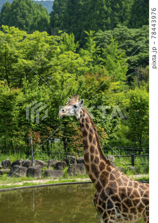 動物 木 キリン 78443976