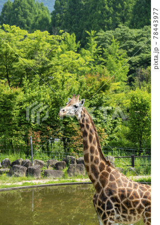 動物 木 キリン 78443977