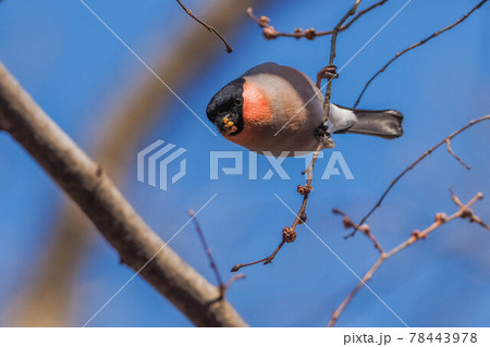 木の芽を食べに来たウソ 木の芽を食べに来たウソ 78443978