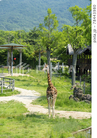 動物 木 キリン 78443980