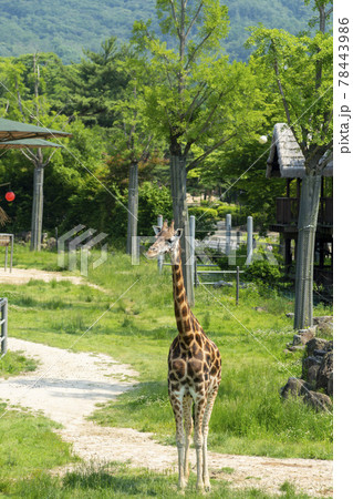 動物 木 キリン 78443986