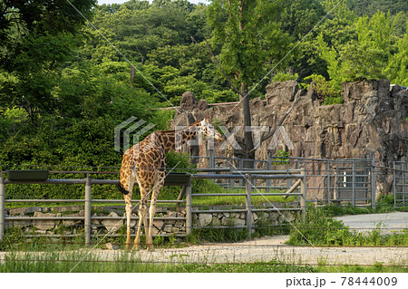 動物 木 キリン 78444009