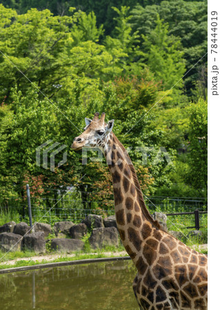動物 木 キリン 78444019