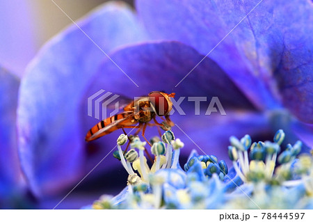 紫陽花と蜂 78444597