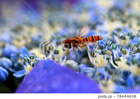 紫陽花と蜂 78444636