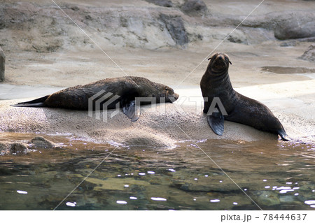 動物 岩 石 78444637