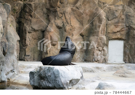 動物 岩 石 78444667