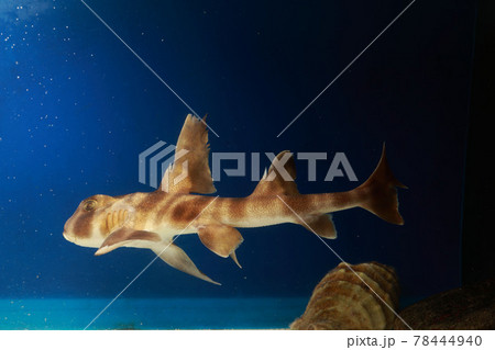 ネコザメ　猫鮫　サザエ割り　サメ　鮫 78444940