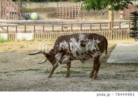 動物 バッファロー 自然 78444963