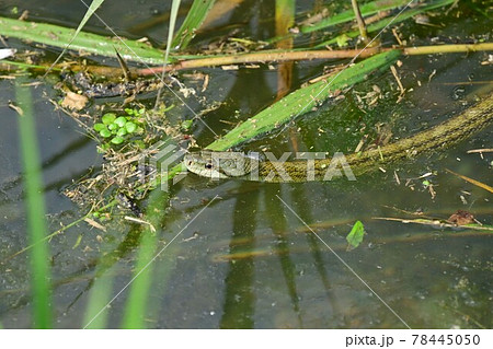 水面を泳いで獲物を探している青大将 78445050