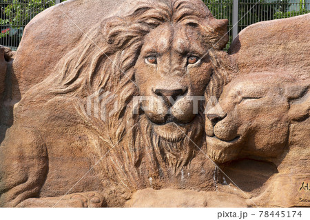 動物 ライオン 自然 78445174