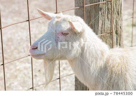 エサを待つ白いヤギ 78445300