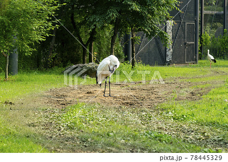 動物 木 コウノトリ 78445329