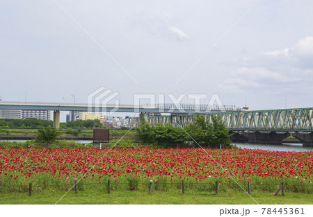 小松川運動公園の風景とポピー畑 小松川運動公園の風景とポピー畑 78445361