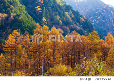 「長野県」上高地の秋　紅葉 78445538