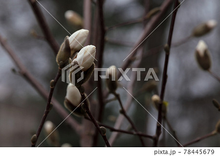 White maglolia flower blossom in black background 78445679