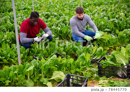 Two farm workers harvesting green chard 78445770