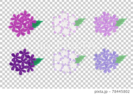 Verbena 78445802
