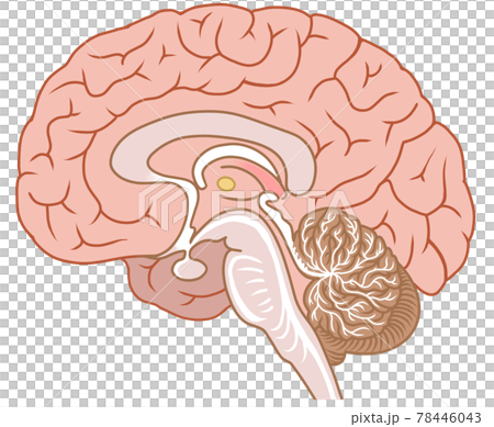 専門的な大脳の正中矢状断面図のカラーイラスト 78446043