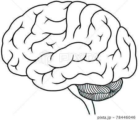 専門的な大脳側面の白黒イラストのイラスト素材