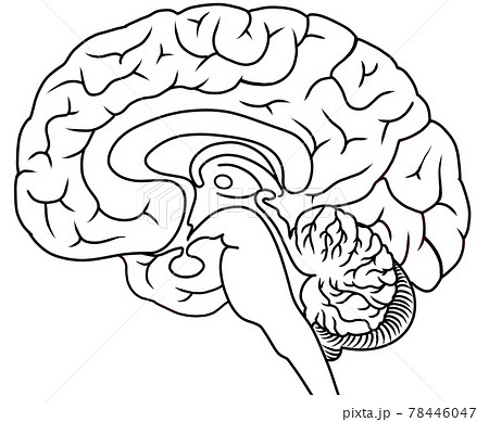 専門的な大脳の正中矢状断面図の白黒イラストのイラスト素材