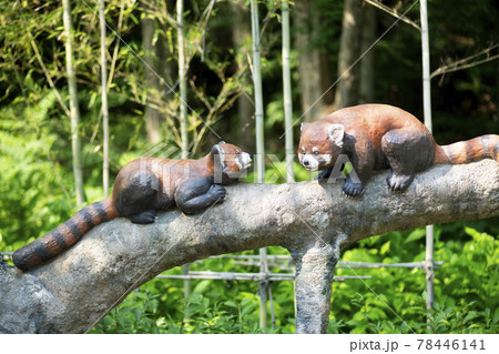 ソウル大公園 動物 木 78446141