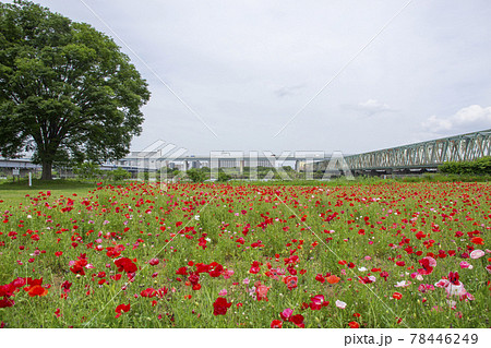 小松川運動公園のポピー畑 小松川運動公園のポピー畑 78446249