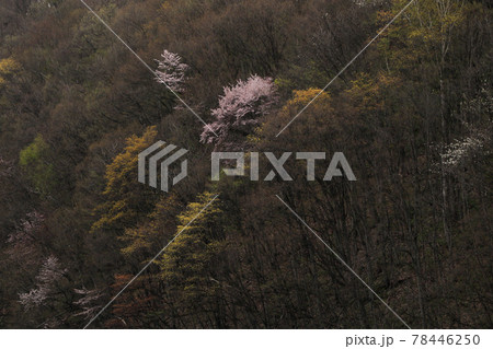 【北海道美瑛町】桜と春紅葉 5月 【北海道美瑛町】桜と春紅葉 5月 78446250
