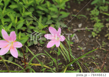 春の庭に咲くゼフィランサスのピンク色の花の写真素材