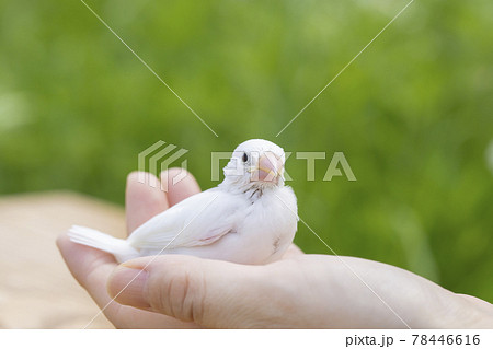 白文鳥のヒナ　屋外での撮影 78446616