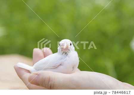 白文鳥のヒナ　屋外での撮影 78446617