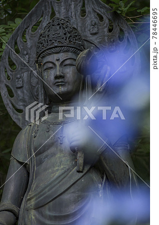 高幡不動尊　仏像　アジサイ 78446695