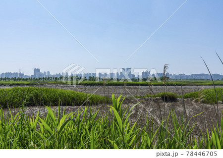 公園 葦 夏 78446705