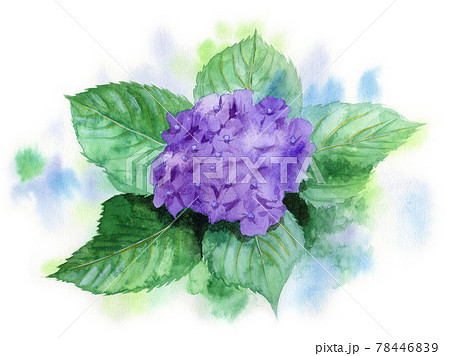 アナログ水彩紫陽花のイラスト素材