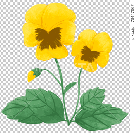 パンジー　手描き 78447067