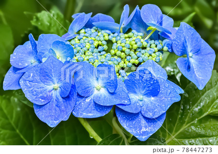 雨上がりの紫陽花 Hydrangea の写真素材