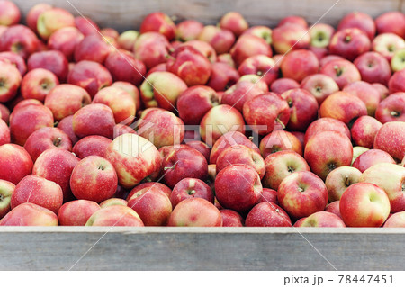 Rustic style, apples at farmers market, on counter or box. Seasonal business at summer and autumn Rustic style, apples at farmers market, on counter or box. Seasonal business at summer and autumn 78447451