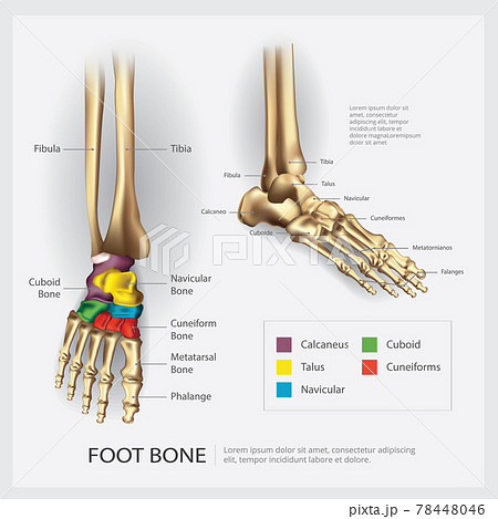 Foot Bone Anatomy Vector Illustration 78448046