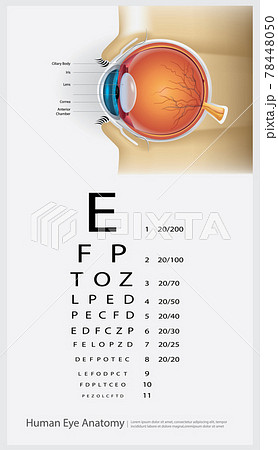 Human Eye Anatomy Vecto…
