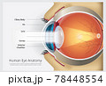 Human Eye Anatomy Vector Illustration 78448554