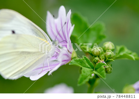 ウスベニアオイにモンシロチョウ 78448811