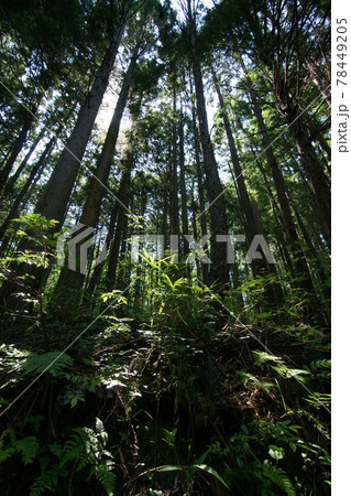 鳥取 四季の散歩 夏 美歎水源地 鳥取 四季の散歩 夏 美歎水源地 78449205