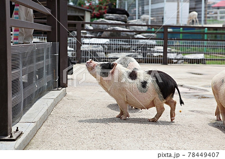 豚 動物 飼育 78449407