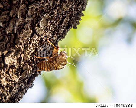 セミの抜け殻 78449832