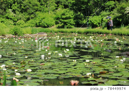 スイレンの花 78449974