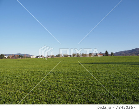 Brilliant grassy field in Bielsko-Biala city, Poland Brilliant grassy field in Bielsko-Biala city, Poland 78450267