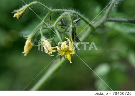 トマトの花 78450726