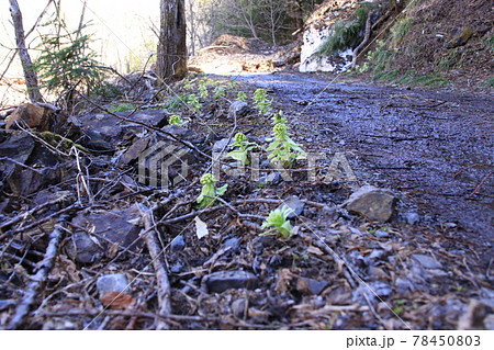 登山道の脇のふきのとう 撮影場所:徳沢(長野県、上高地) 登山道の脇のふきのとう 撮影場所:徳沢(長野県、上高地) 78450803