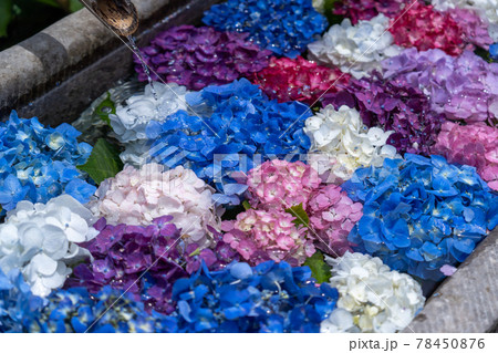 三重県津市　かざはやの里　あじさい祭りと周辺の風景 78450876