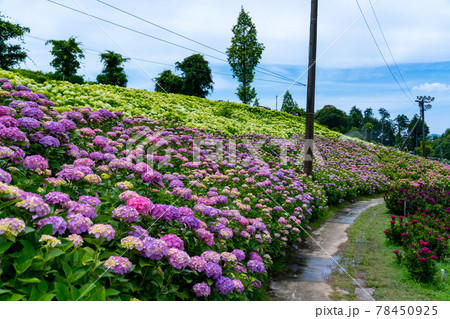 三重県津市　かざはやの里　あじさい祭りと周辺の風景 78450925
